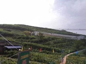 临泉吃瓜群众事件